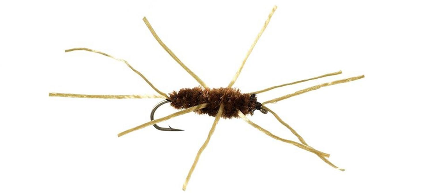 A Girdle Bug fly on a white background.