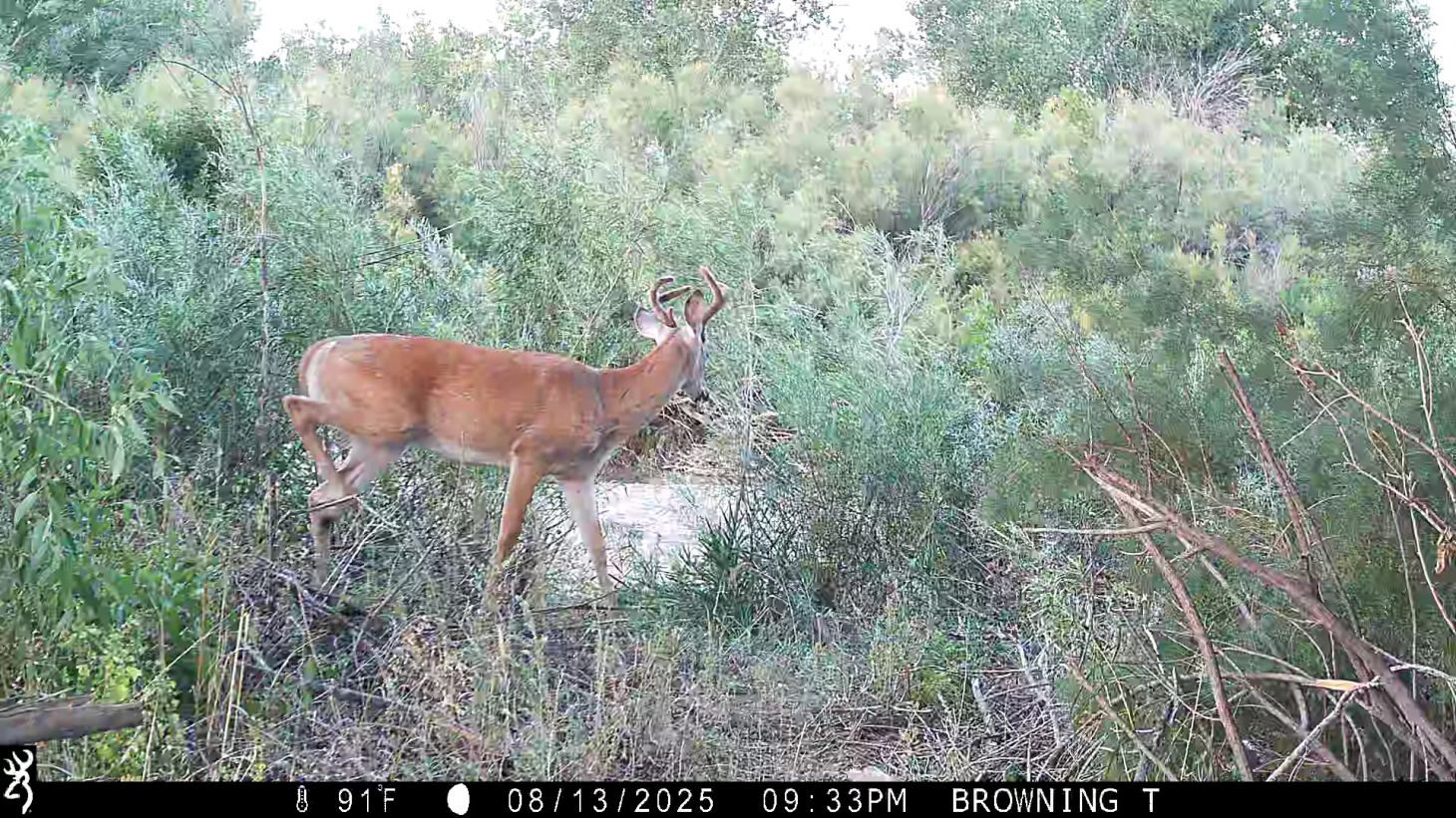A trail camera photo of a young buck walking across a brushy field. 