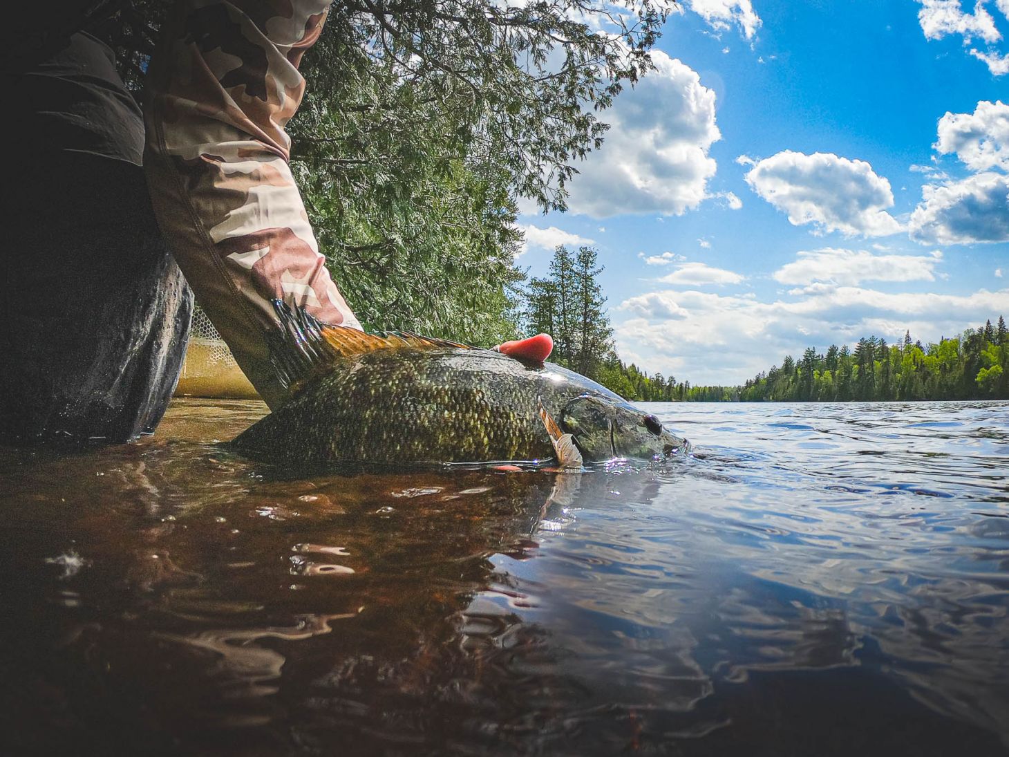 An anglers holds a trophy smallmouth bass caught in the Boundary Waters of northern Minnesota. 