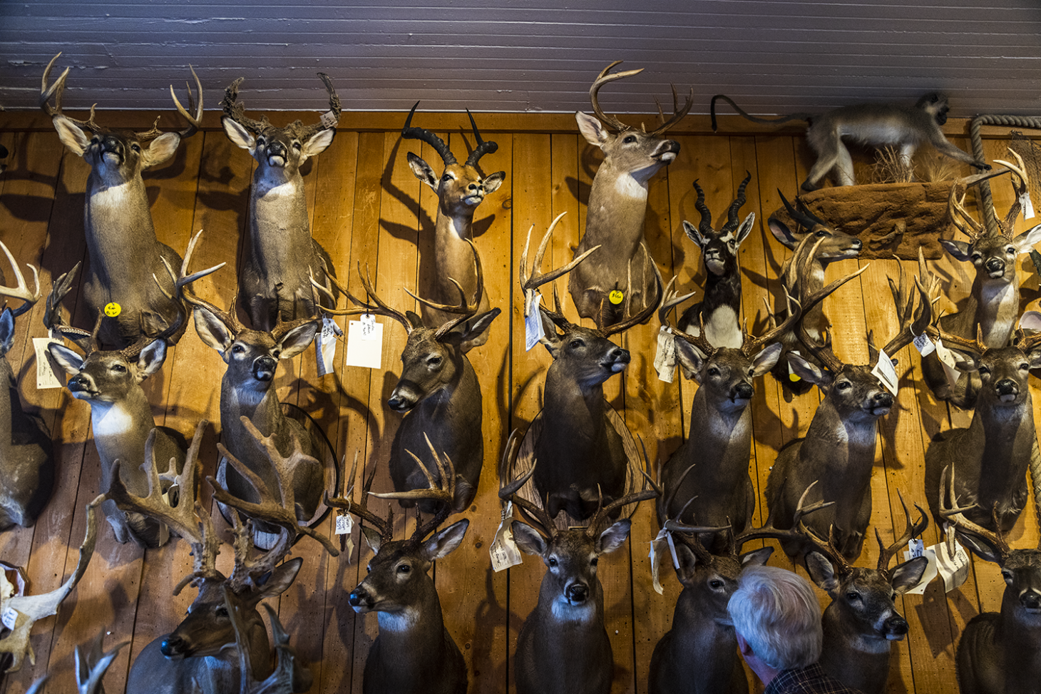 Wall of deer taxidermy shoulder mounts.