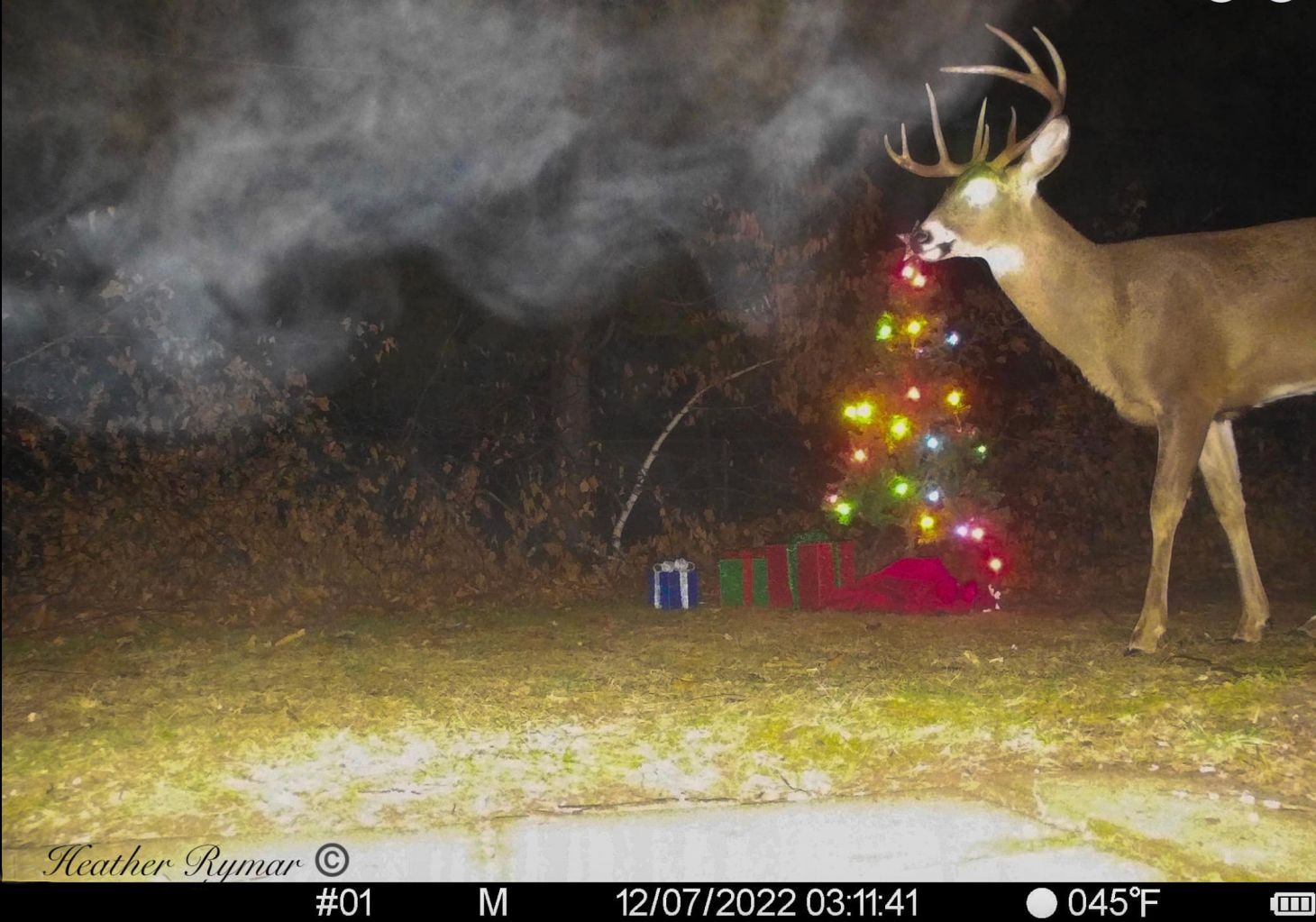 A trail camera photo of a buck with a Christmas tree in the background.