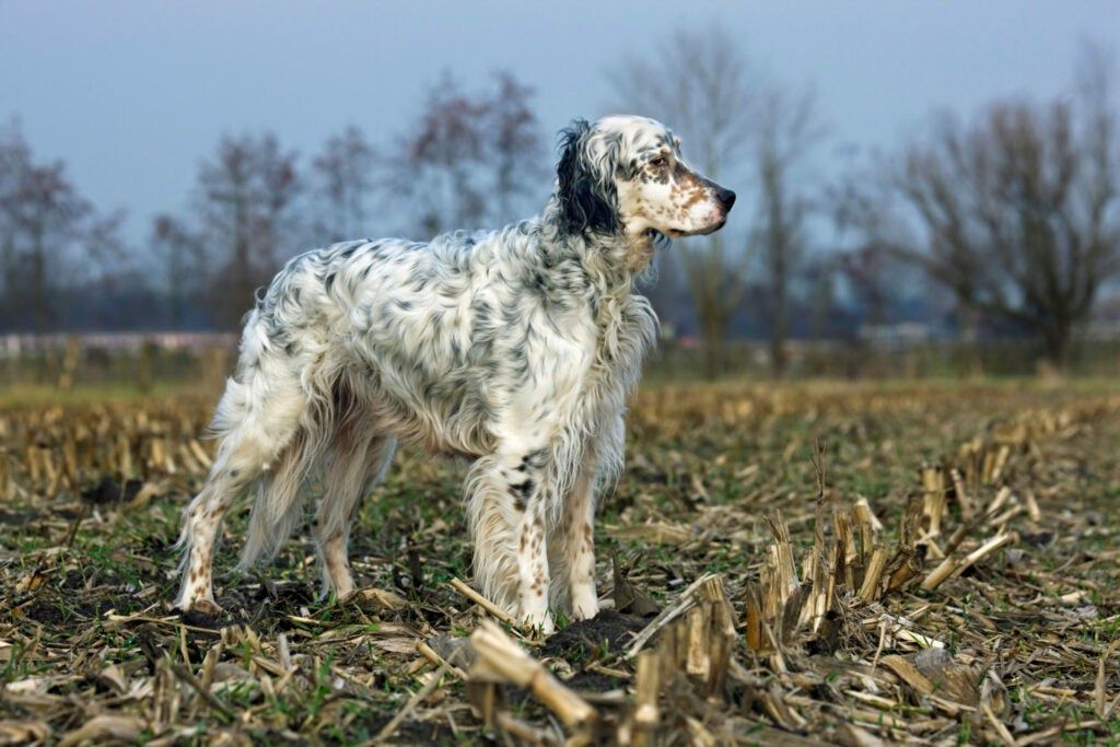 English Setter bird dog 