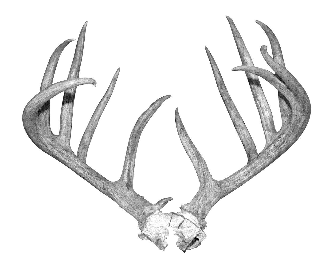 B&C record whitetail deer from Idaho