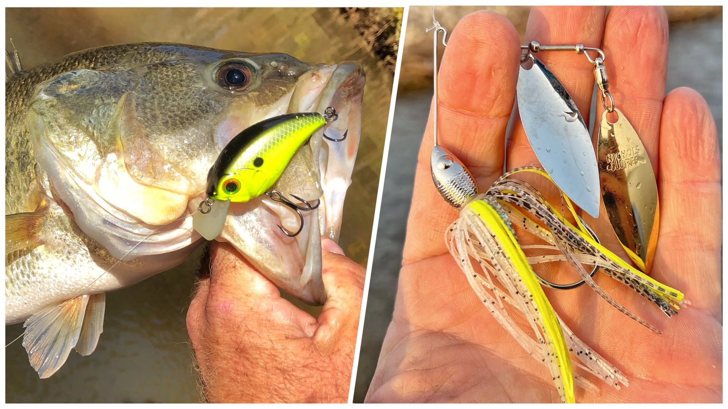 Squarebill crankbait in bass' mouth and a spinnerbait in hand