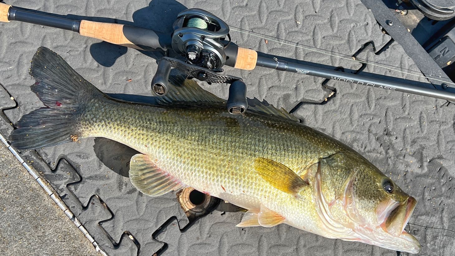 Zenon MG-X on deck with bass