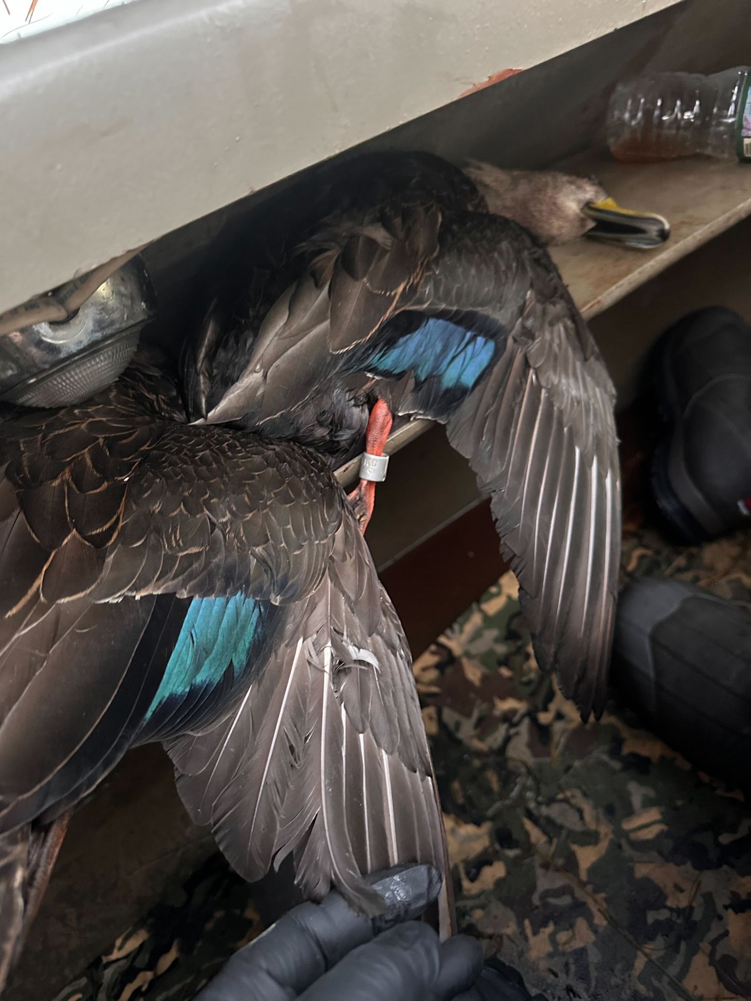 A banded duck in a duck blind. 