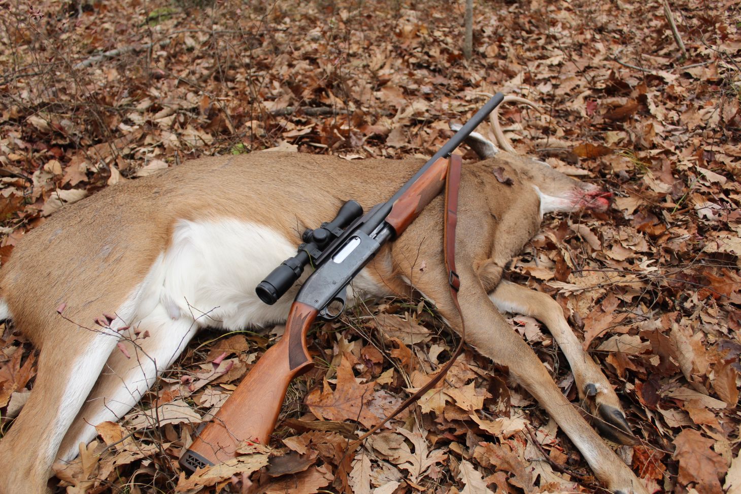 Pump shotgun gun over deer