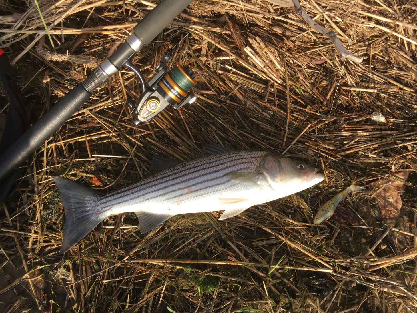 Striped bass on marsh