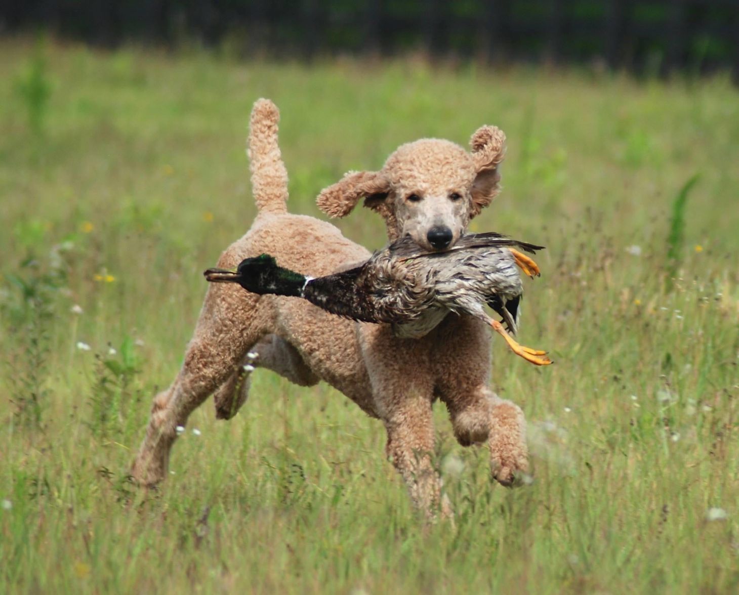 Standard poodle retrieves a mallard