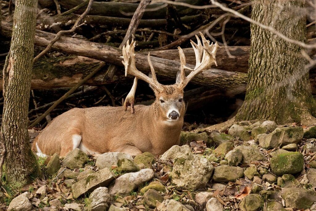 YouÃ¢€™ve got nothing to lose when the buck you want goes nocturnal.