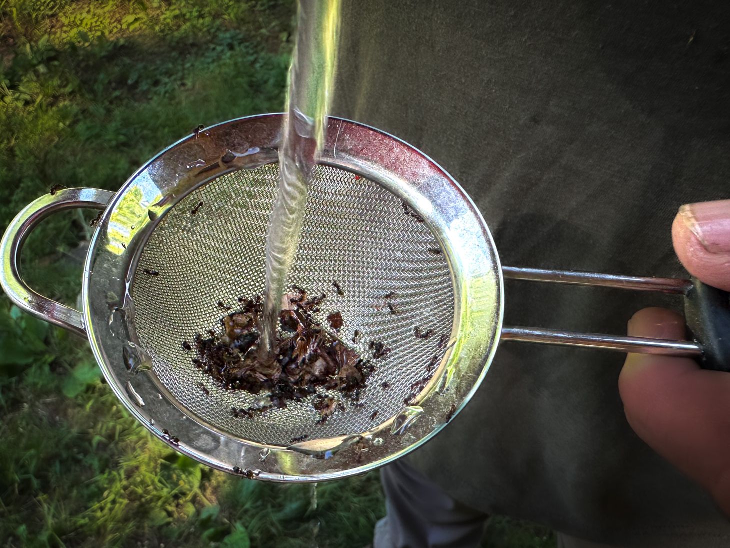 I wash all ants and grubs before prep