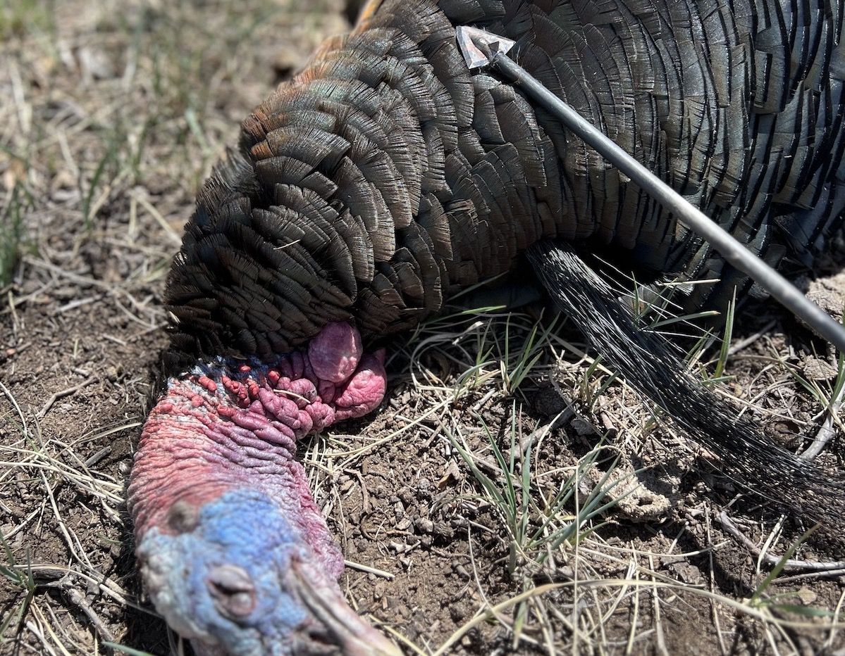 A dead turkey next to an Iron Will broadhead