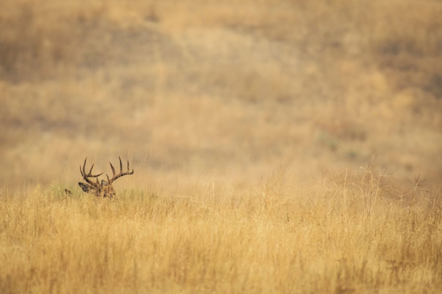 whitetail buck bedded down on a grassy prairie