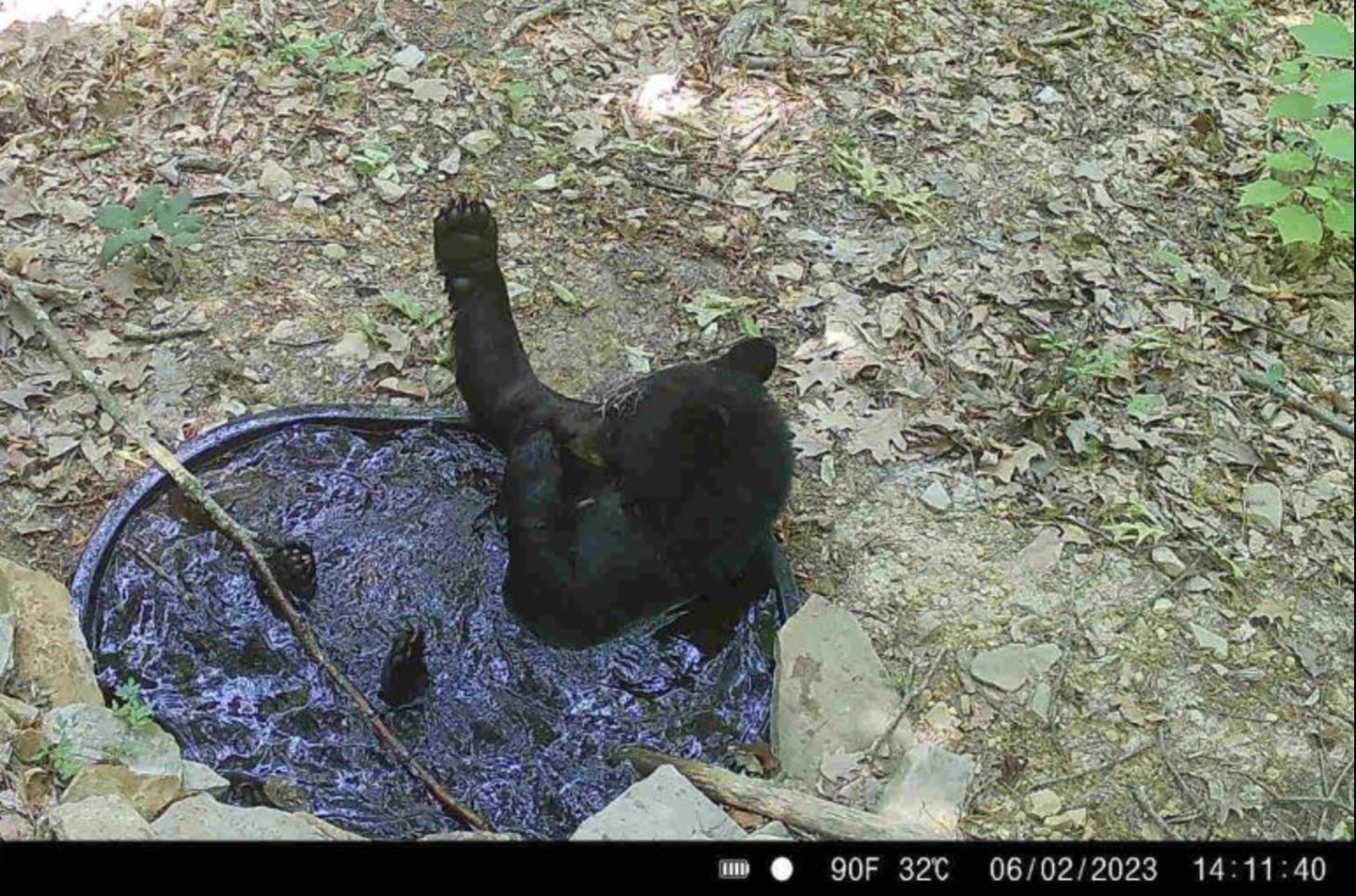 A trail camera photo of a bear in a water tank.
