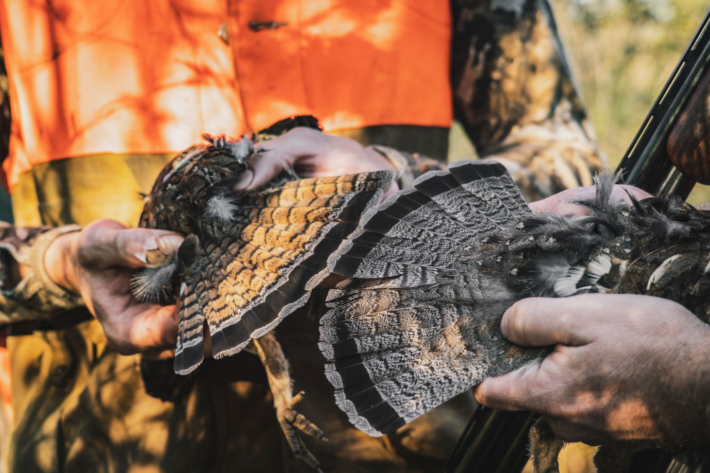 Hunters hold up ruffed grouse shot in the Boundary Waters Canoe Area Wilderness. 