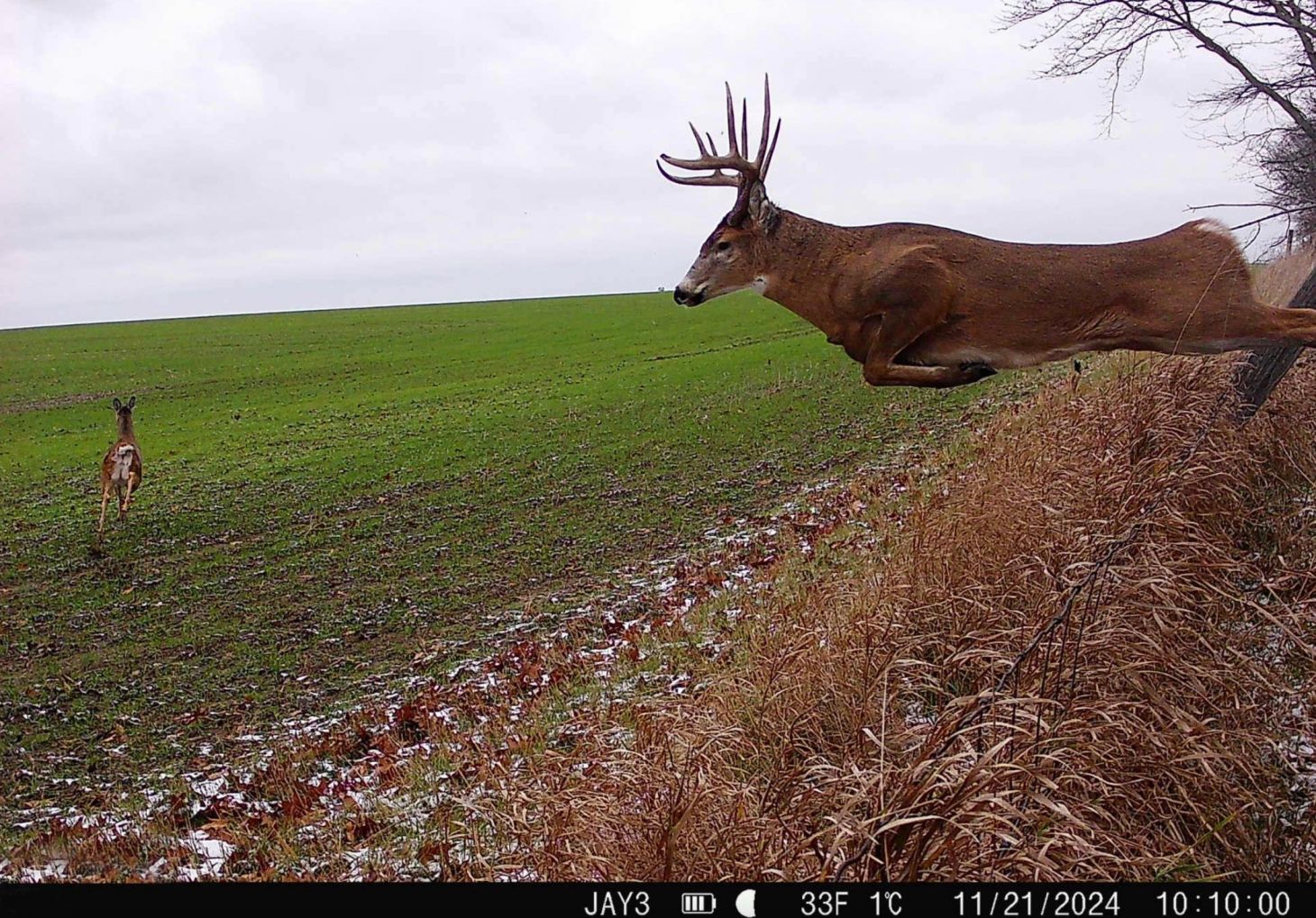 A trail camera photo of a buck jumping from the edge of cover to chase a doe.