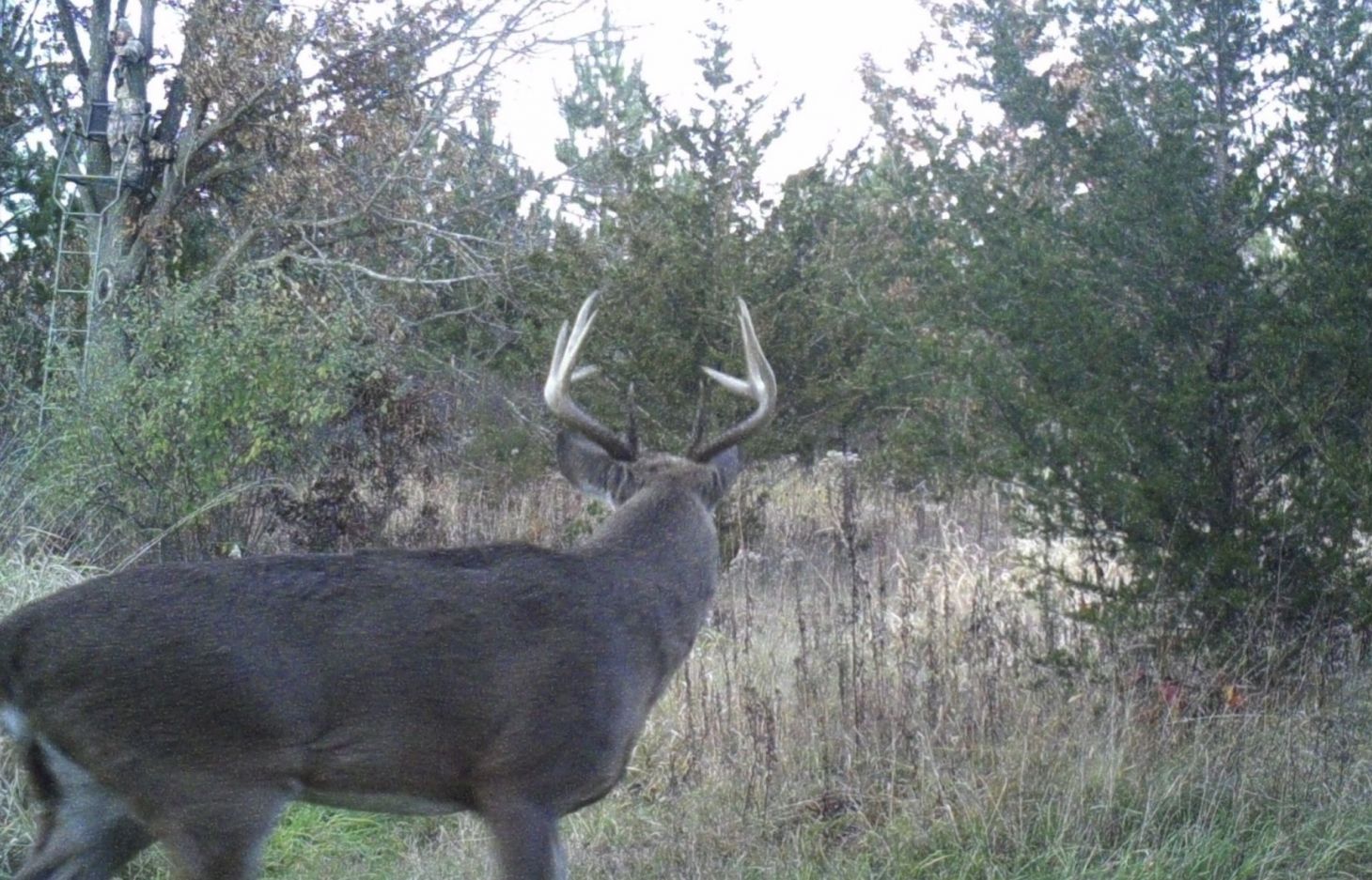 A trail camera photo of a deer with a bowhunting aiming at it from a treestand.