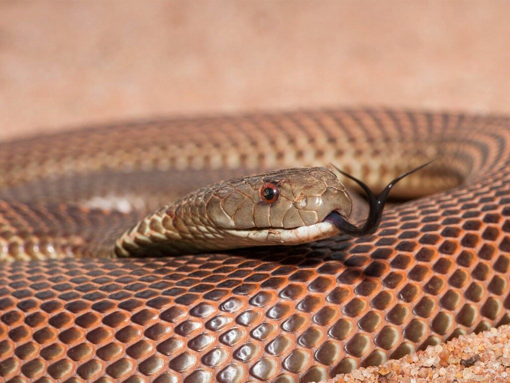 A coiled up king brown snake.