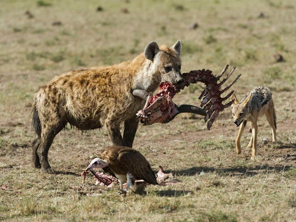 A spotted hyena with skeleton in its mouth. hyena's have one of the strongest animal bite forces on the planet. 