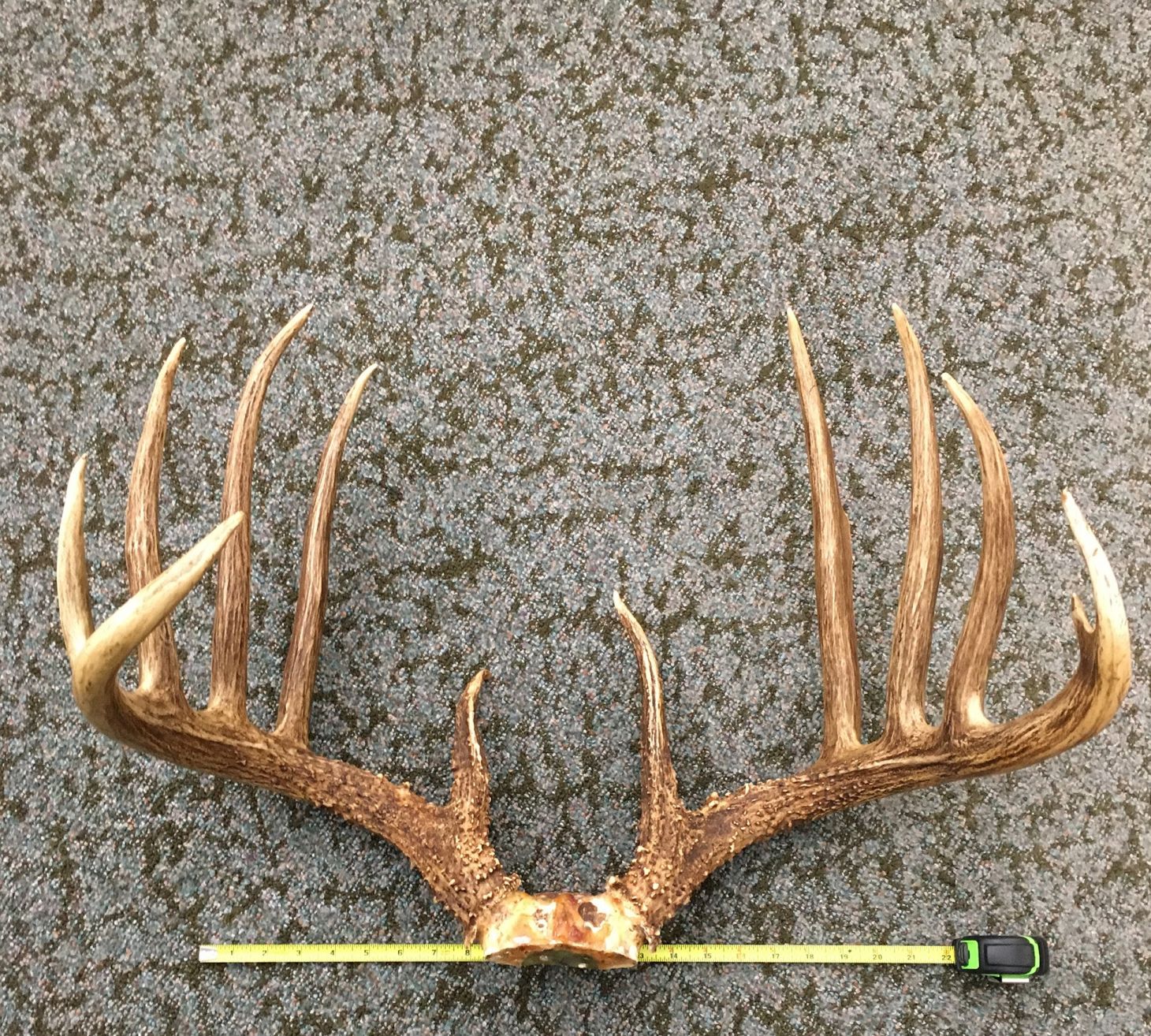 B&C record whitetail deer in Kansas