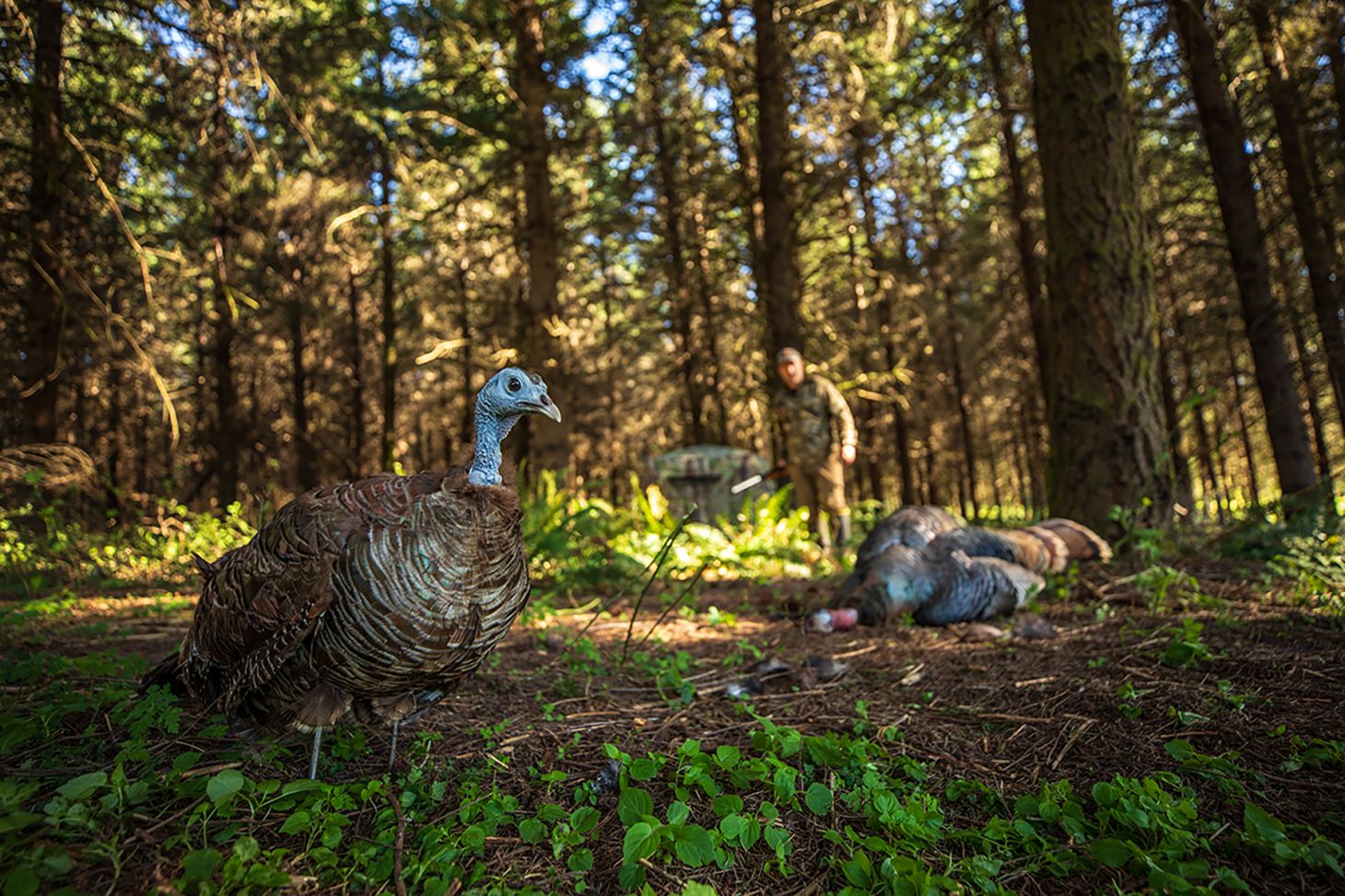 Turkey decoy in woods with hunter at a distance