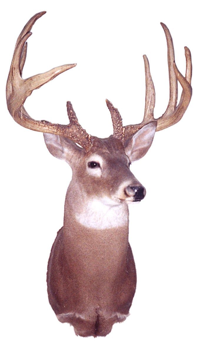 B&C record whitetail deer from Louisiana