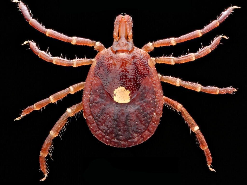 A female Lone Star tick.