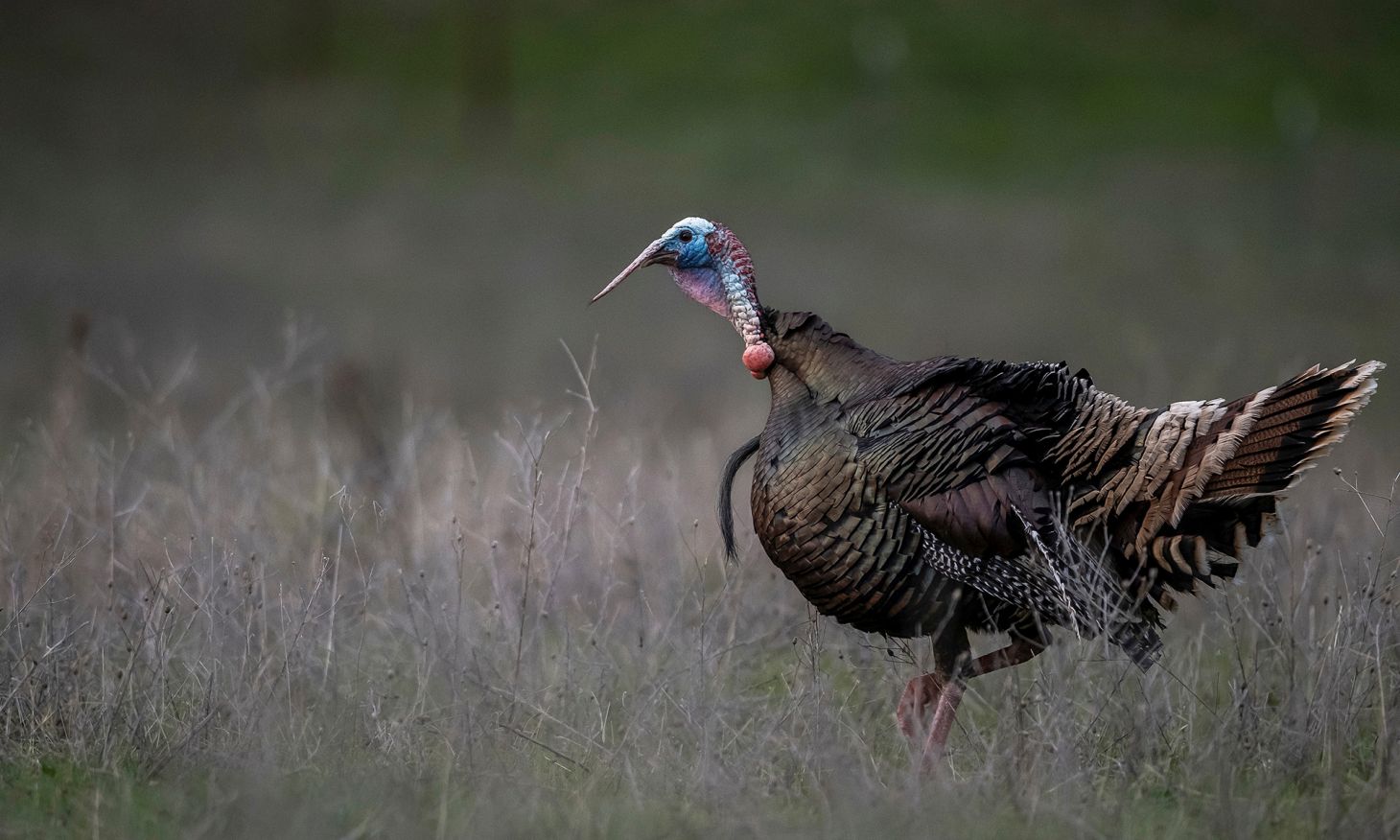 A lone gobbler looks for a hen in a field with woods in background. 