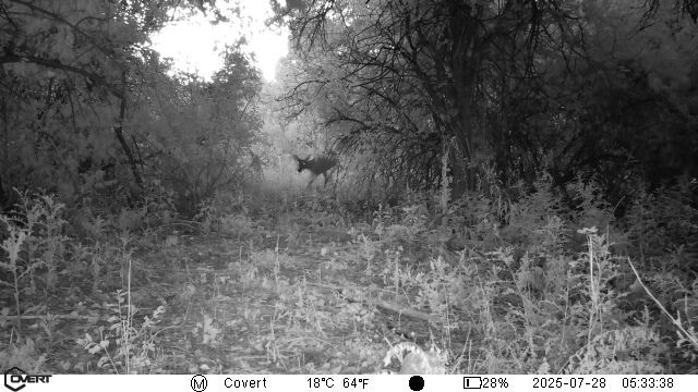 An image of a whitetail doe captured by a trail camera. 