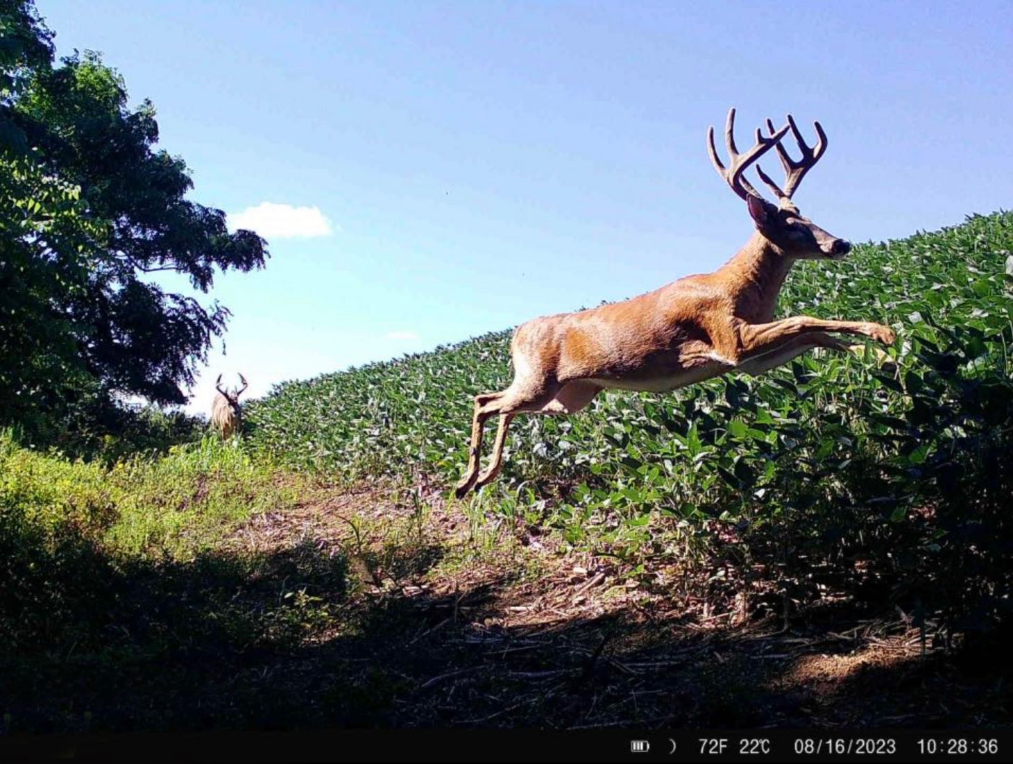 A trail camera photo of a deer bounding along the edge of cornfield.