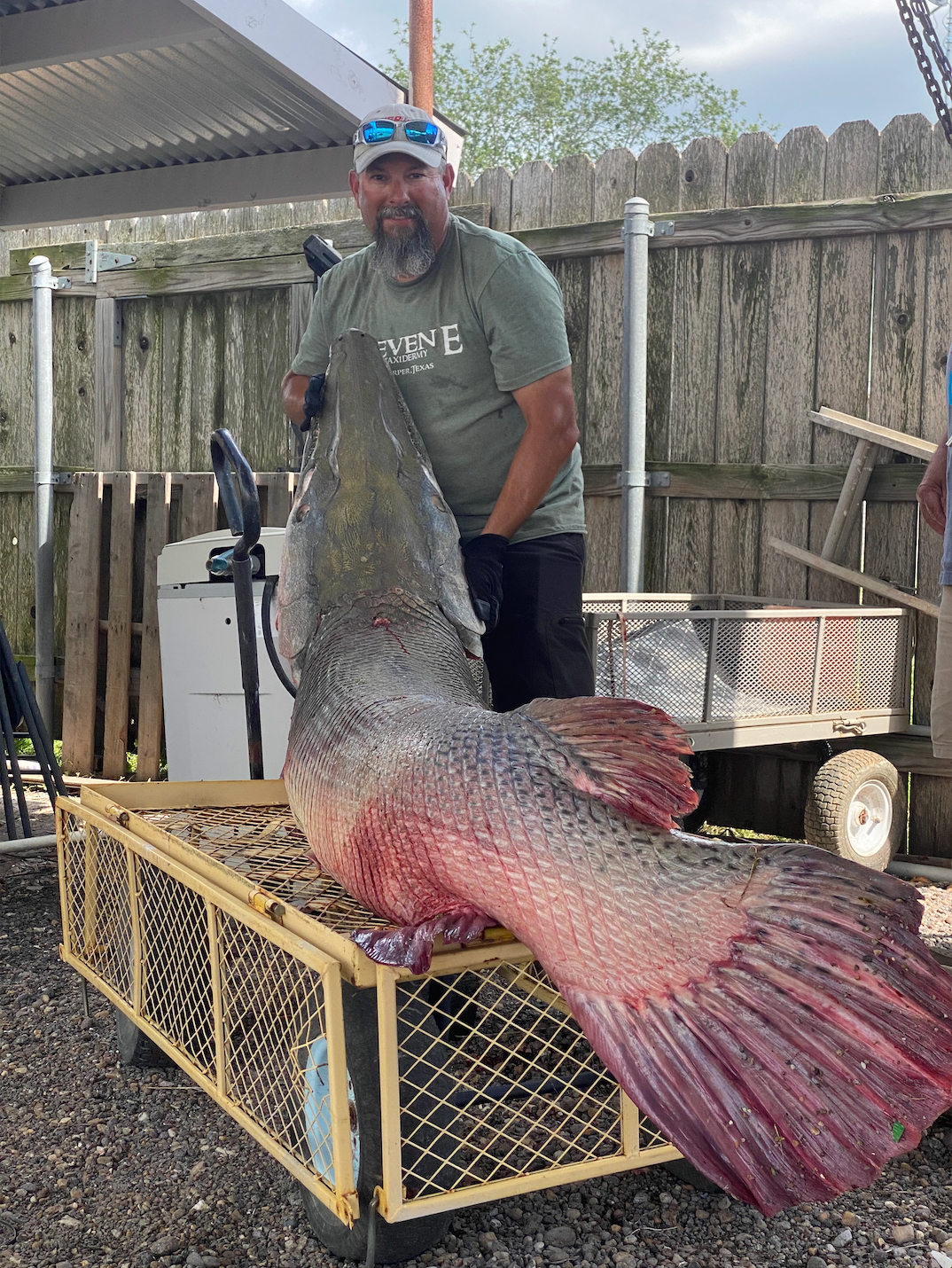 photo of alligator gar