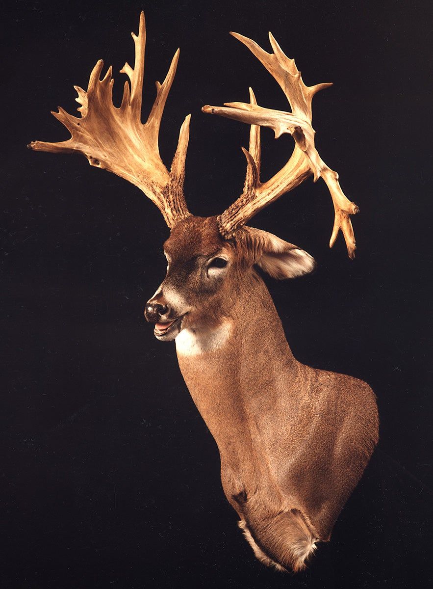 Record non-typical whitetail from ME