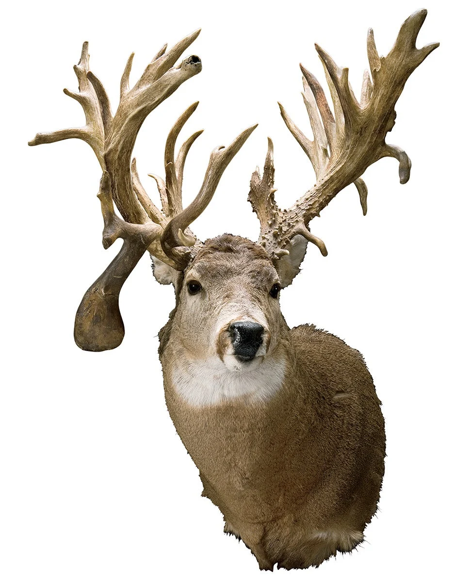 The Mitchell Vakoch Buck—Minnesota 