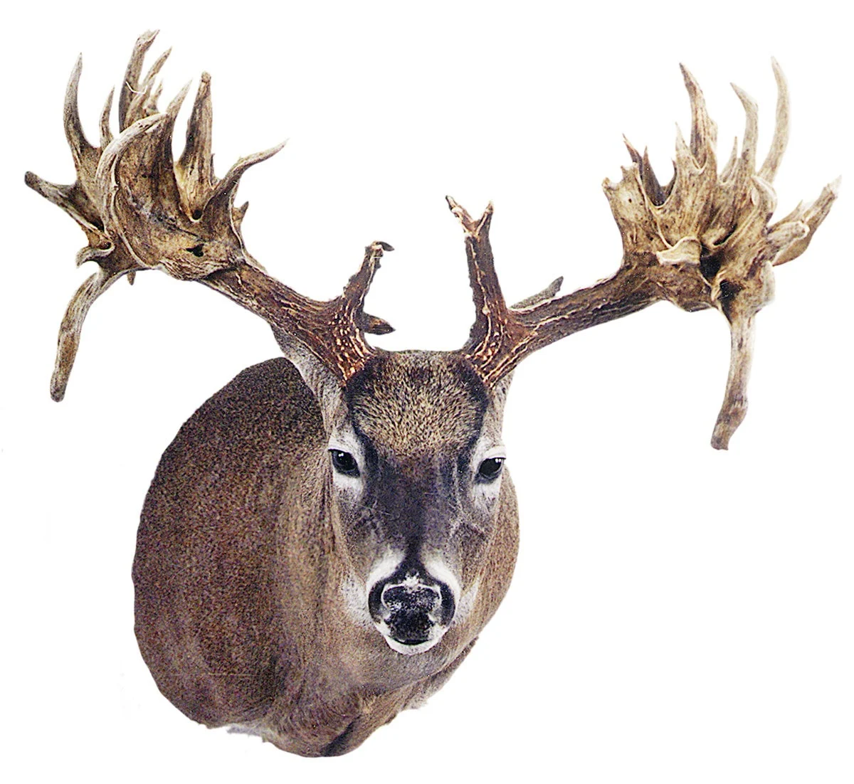 The Tony Fulton Buck—Mississippi