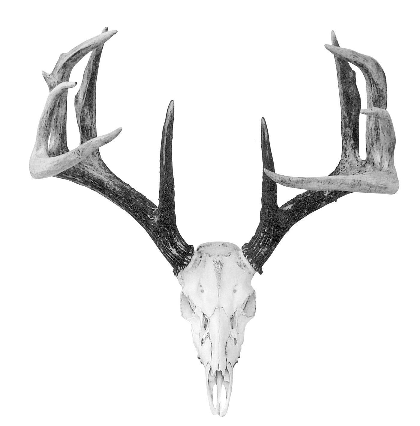 B&C record whitetail deer from Mississippi