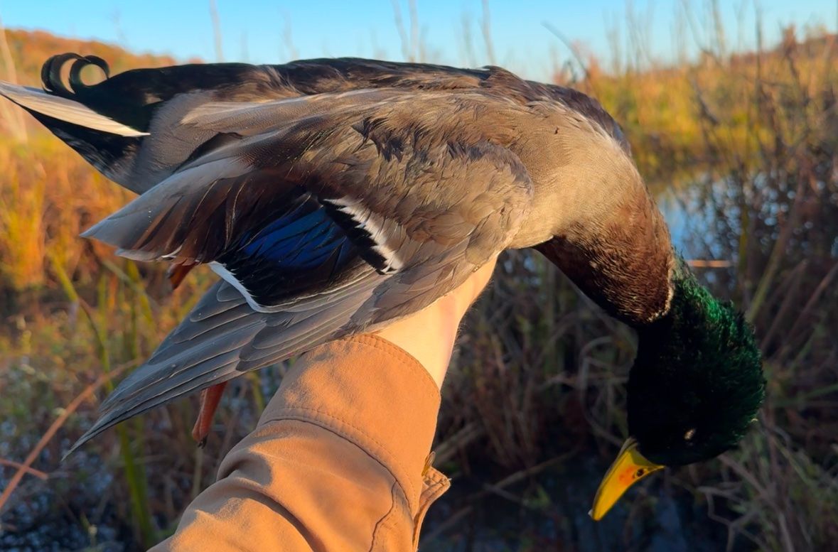 Hunter hand holding up mallard 