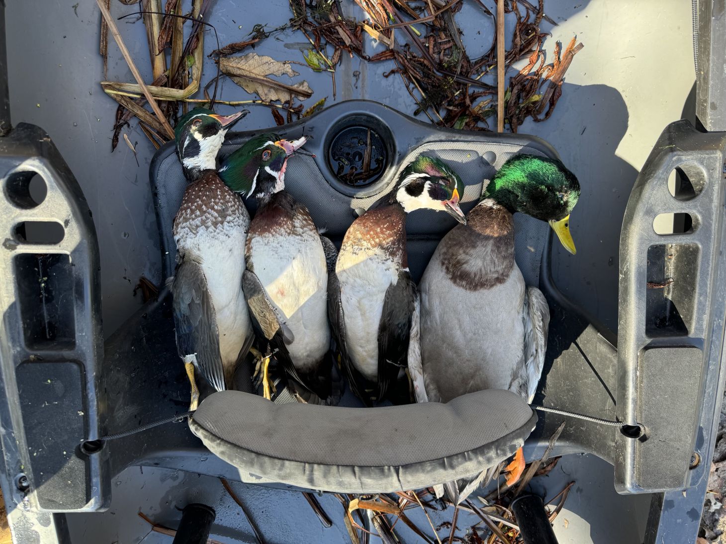 Three drake wood ducks and a drake mallard in a canoe