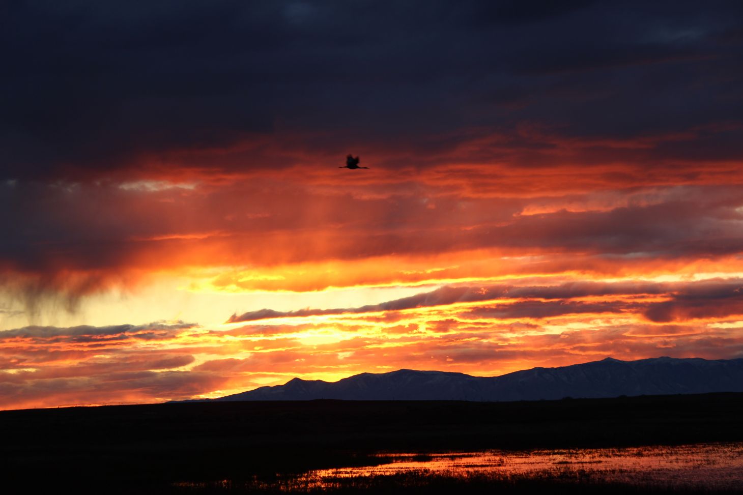 A sandhill crane flies across the Camas National Wildlife Refuge at sunset. 