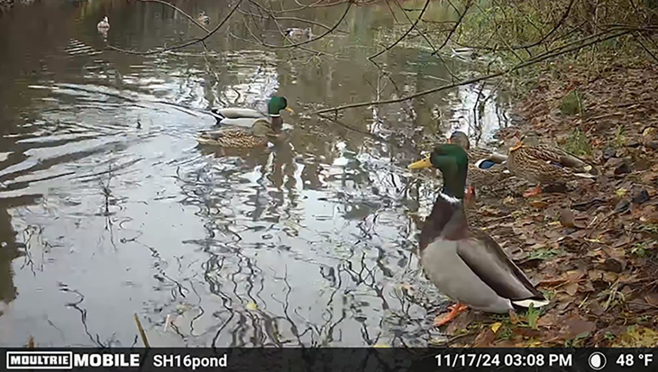 Mallard ducks on trail cam