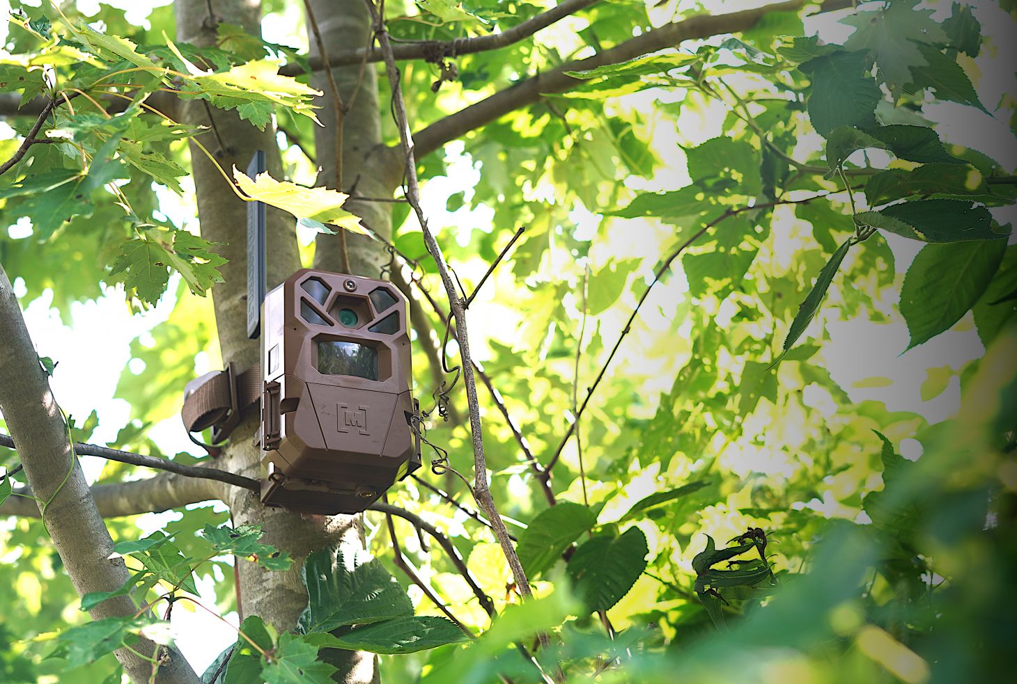 A trail camera in a leafy tree.