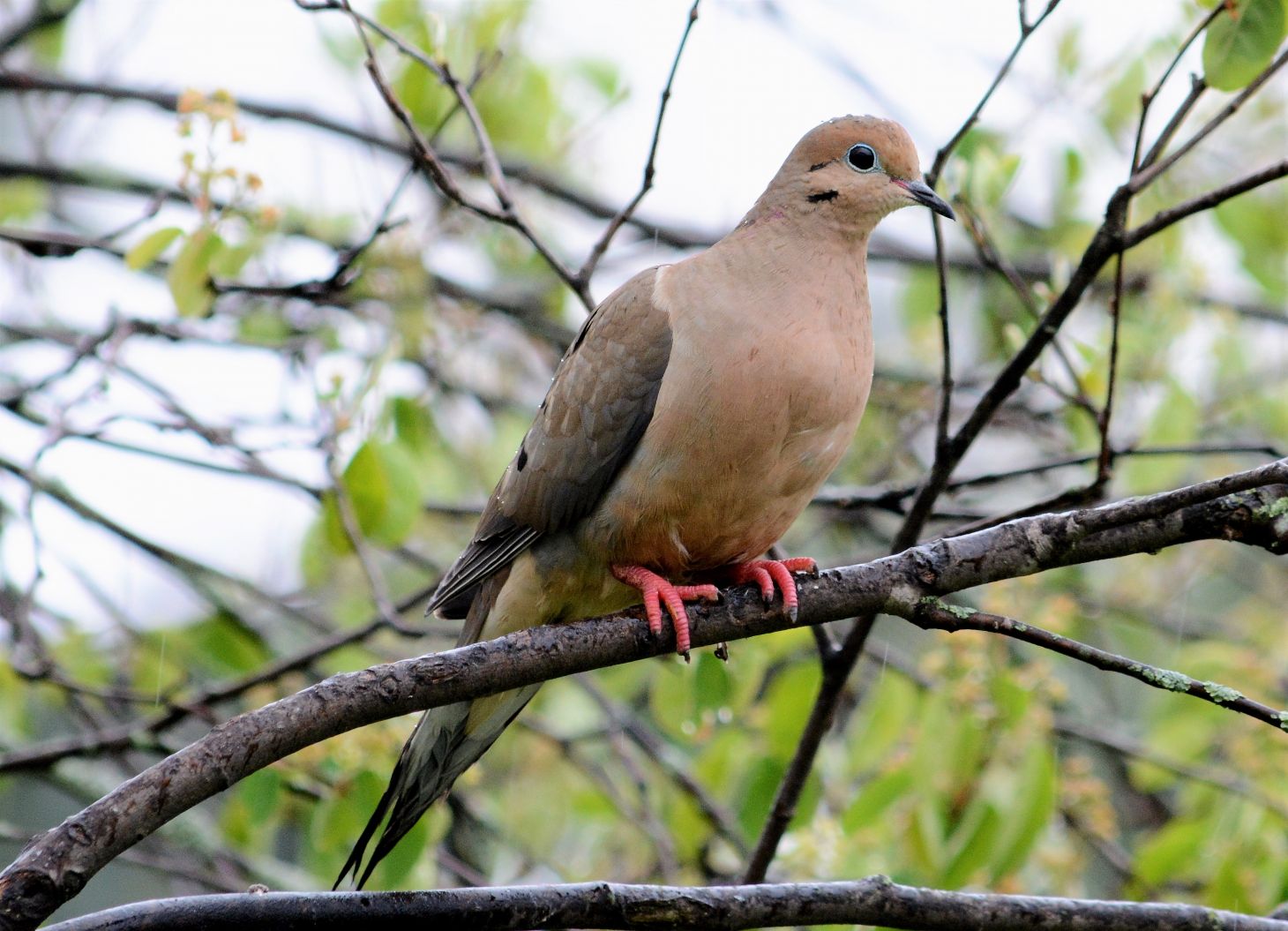 A mourning dove sitting on a branch. 