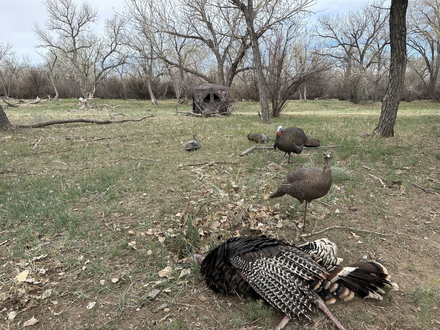A dead turkey next to a decoy with ground blind in the background