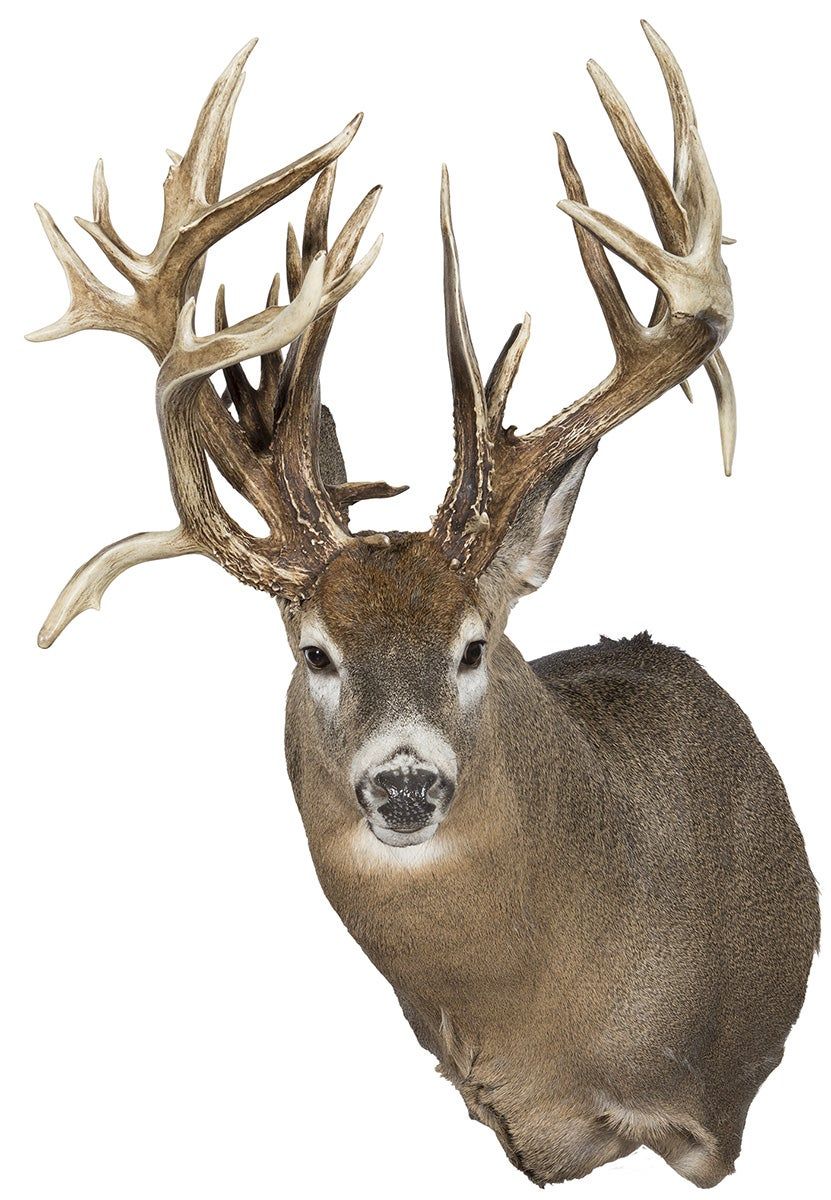 Record non-typical whitetail from NE.