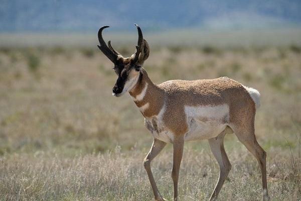 A pronghorn antelope grazes public land in New Mexico. 
