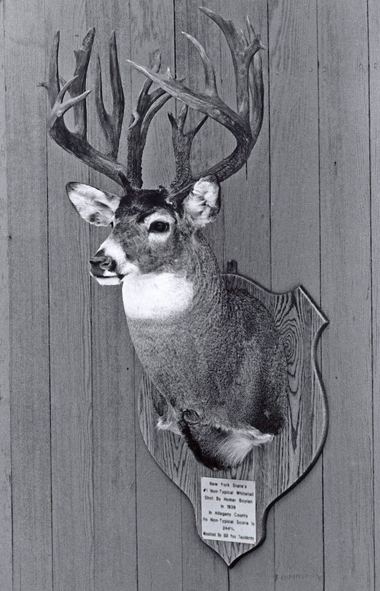 Record non-typical whitetail from NY.