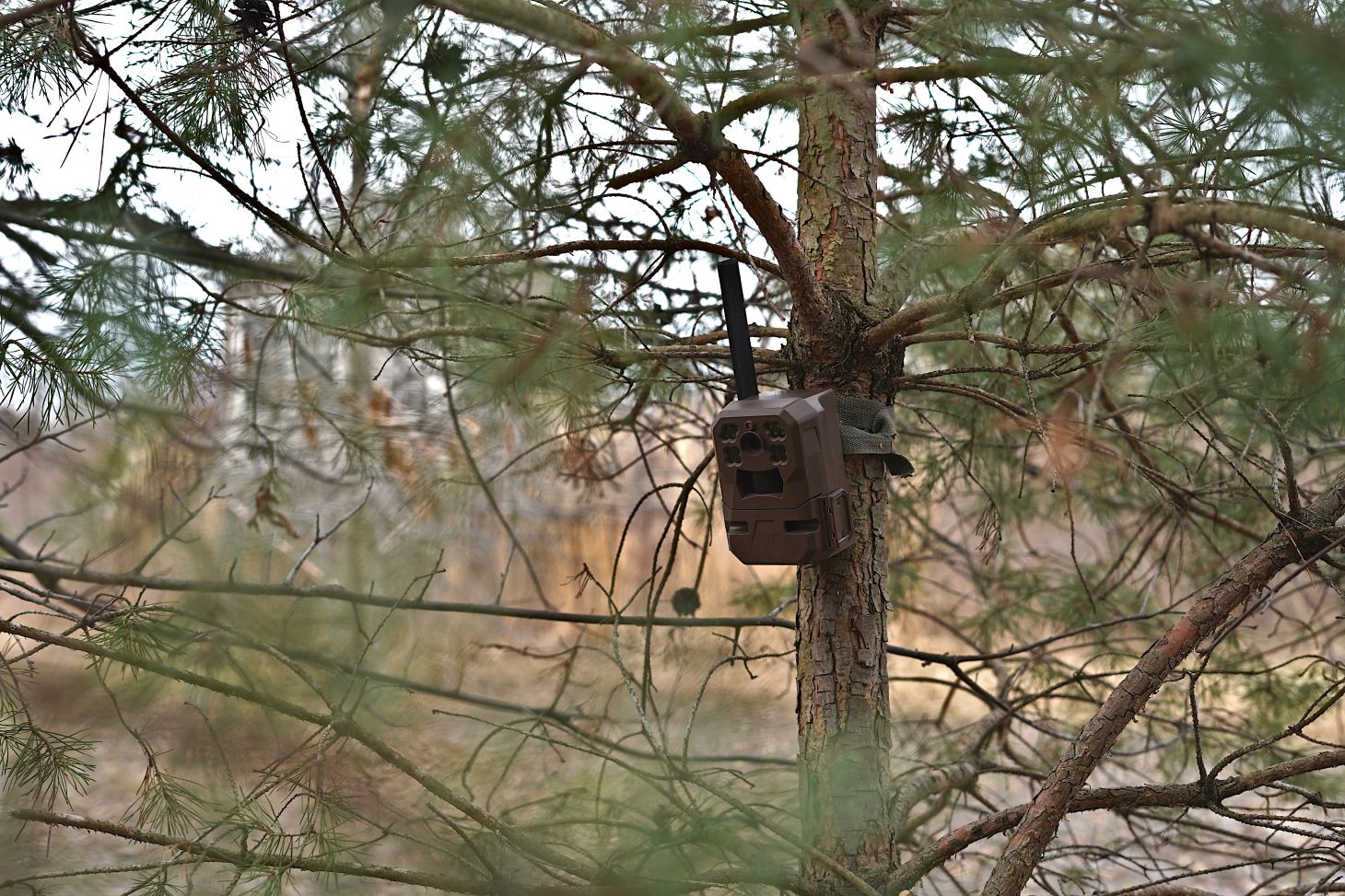 A trail camera strapped in a tree at head height.  