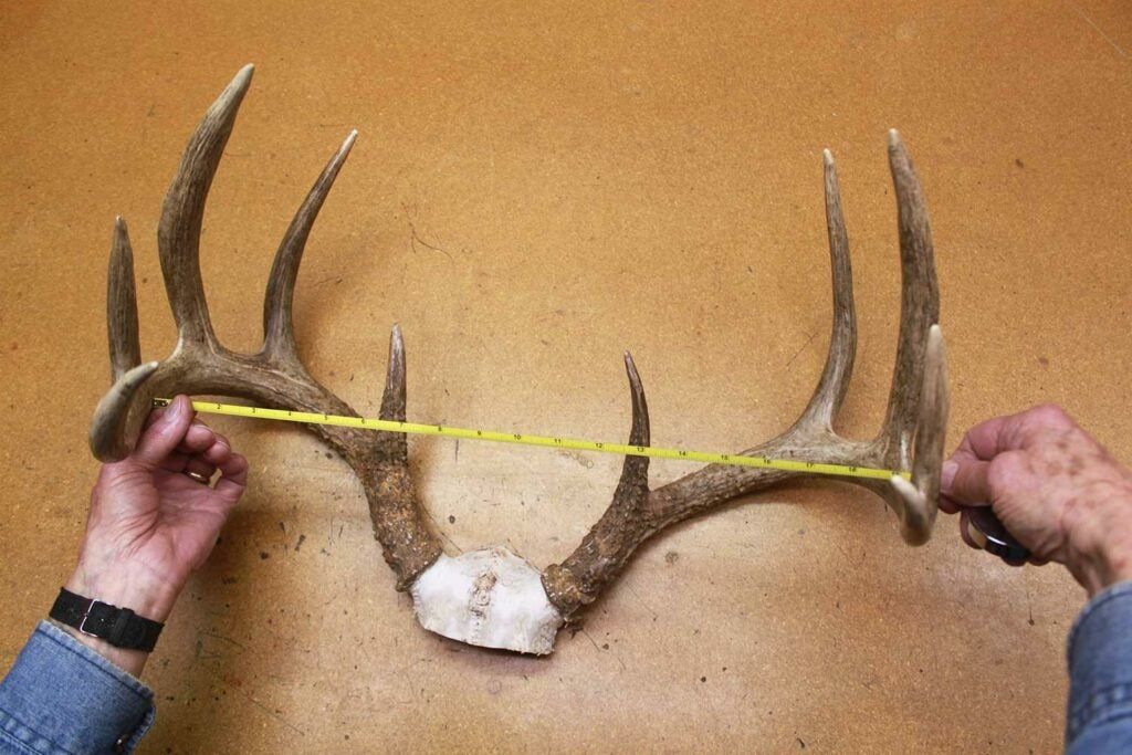 measuring the spread between deer antlers.