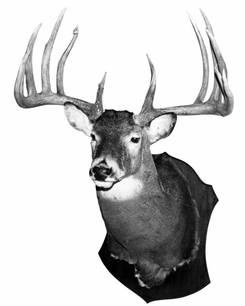 A mount of the Larry Gibson buck, with was nearly a world-record whitetail deer