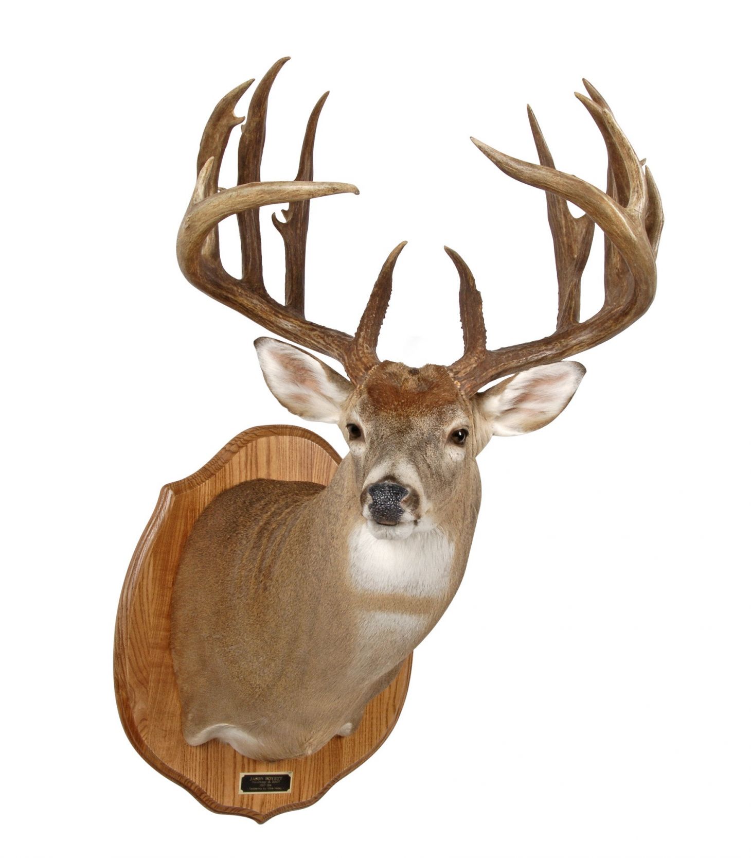 B&C record whitetail deer from Oklahoma