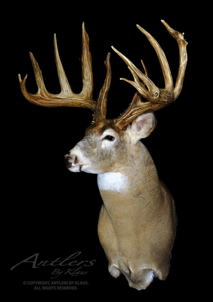 A mount of the Sal Ahrens buck, which was almost a world record. 